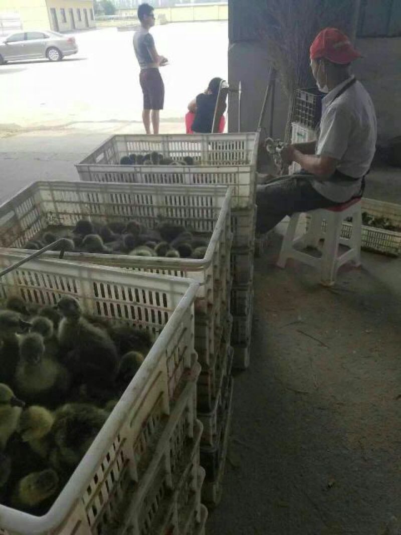 狮头鹅苗250g以下