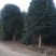 桂花树苗，杆径12公分，河南省潢川宏昌苗圃直销桂花树