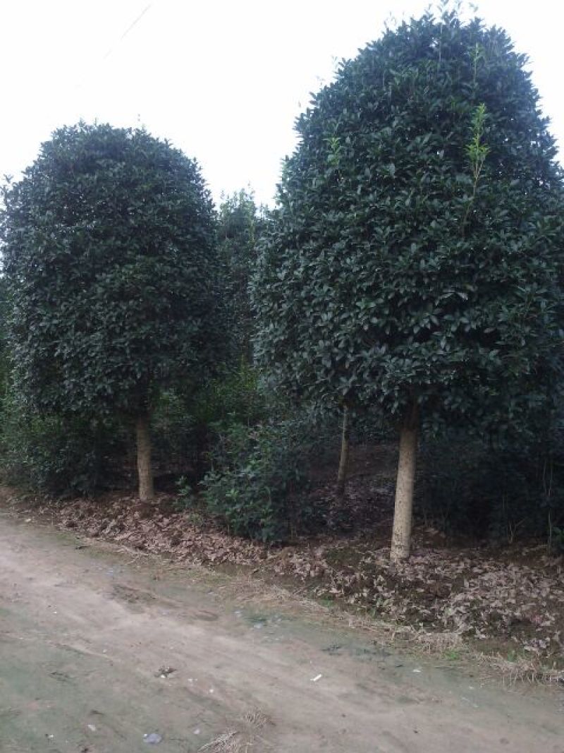桂花树苗，杆径12公分，河南省潢川宏昌苗圃直销桂花树