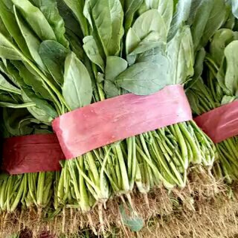 大叶菠菜20~30公分