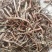 牡丹皮，商洛粉丹皮，选条，切片，药厂投料无硫粉丹皮