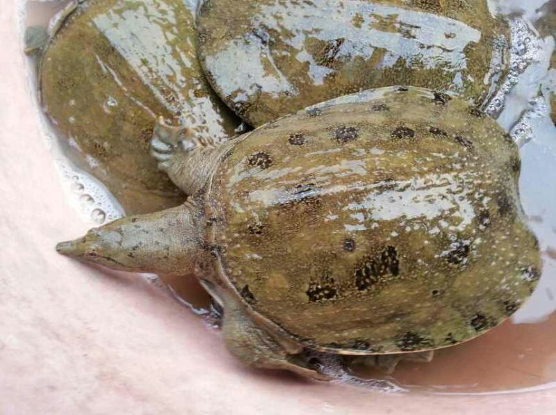 生态甲鱼