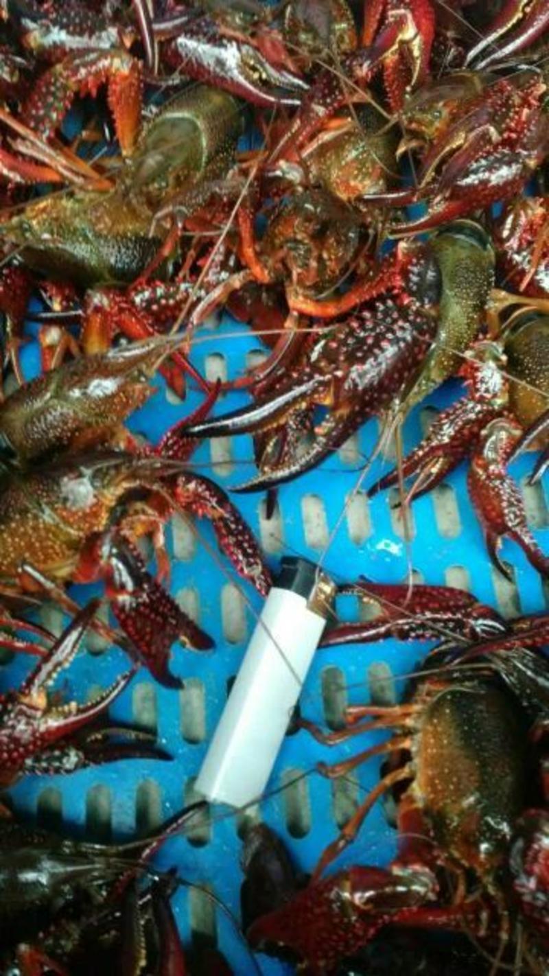 小龙虾食用活虾地板干净饱满肉鲜味美产地直发