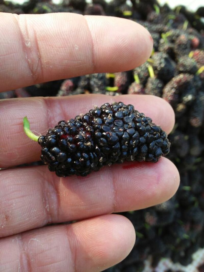 桑葚4~5cm