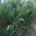 国槐2~4cm4cm以下1~2米