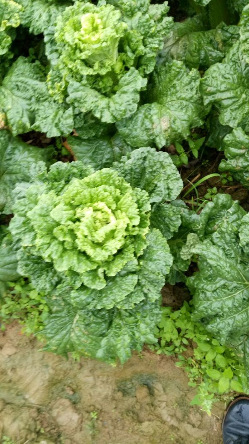 大白菜2~3斤