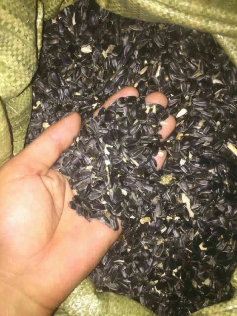 油菜籽1