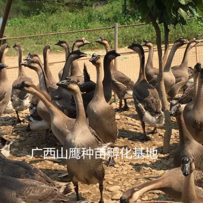 马岗鹅苗