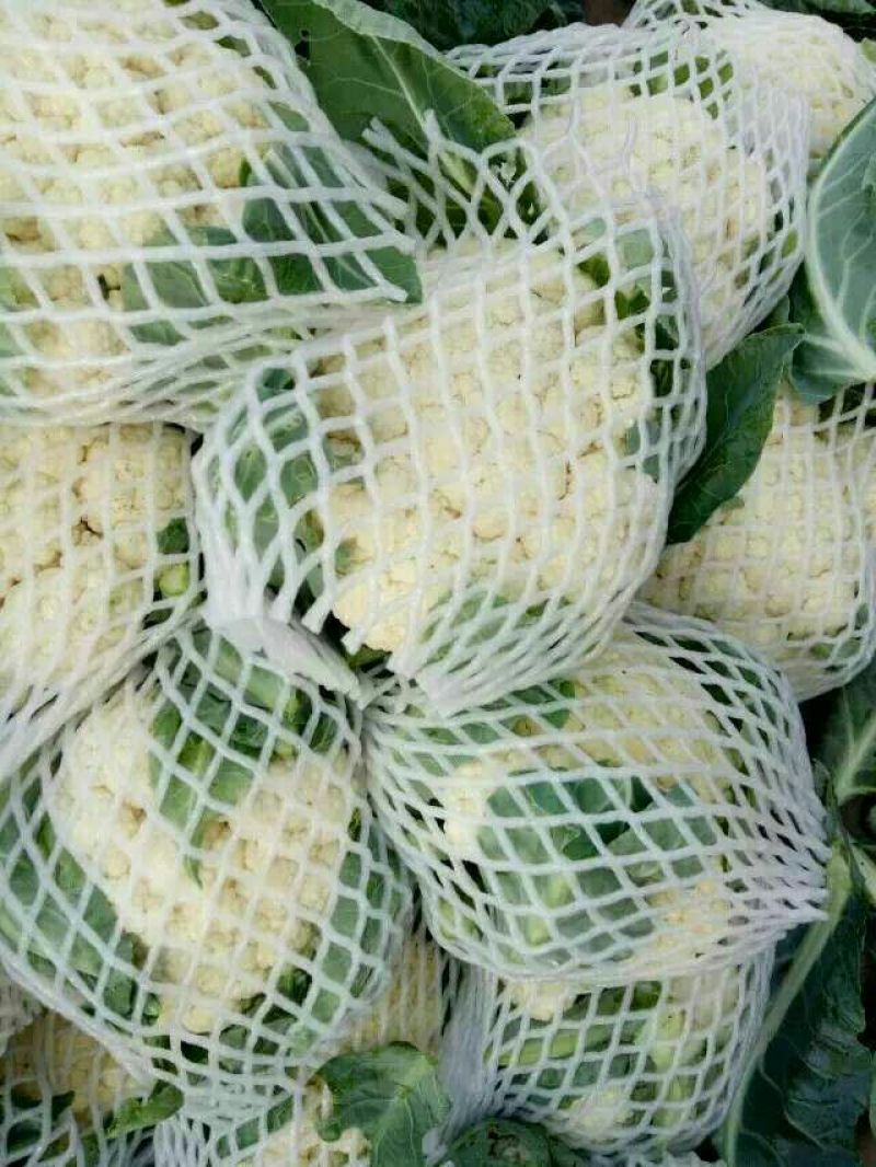 白花菜花1斤适中乳白