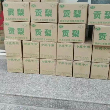 酥梨60~100g纸袋