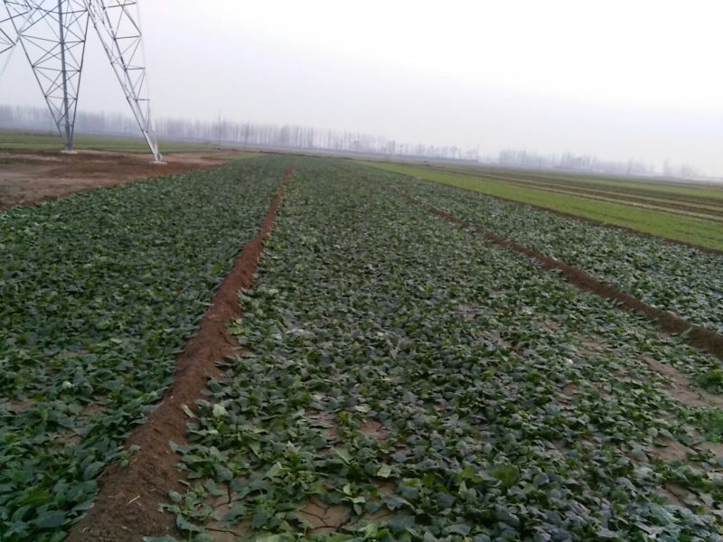 黑叶菠菜
