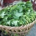 油菜苔10~15厘米