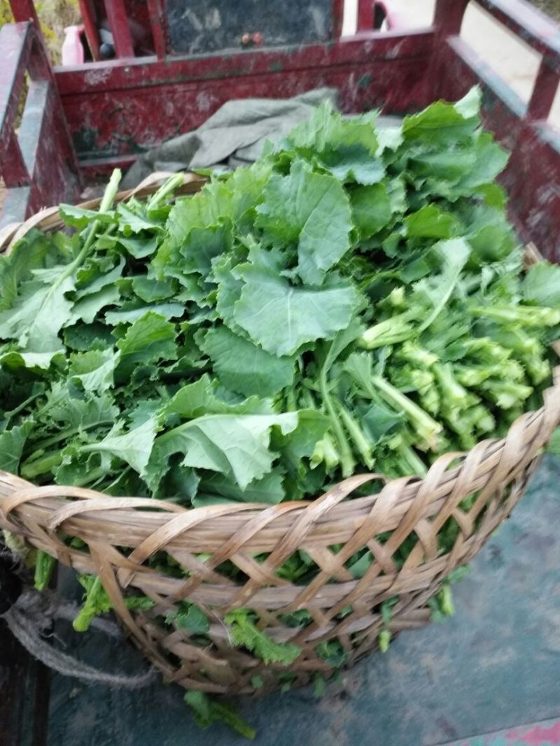 油菜苔10~15厘米