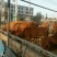 育肥牛犊100~200kg