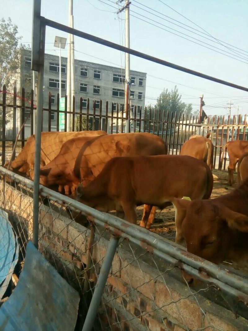育肥牛犊100~200kg