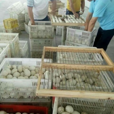 鹅苗250g以上
