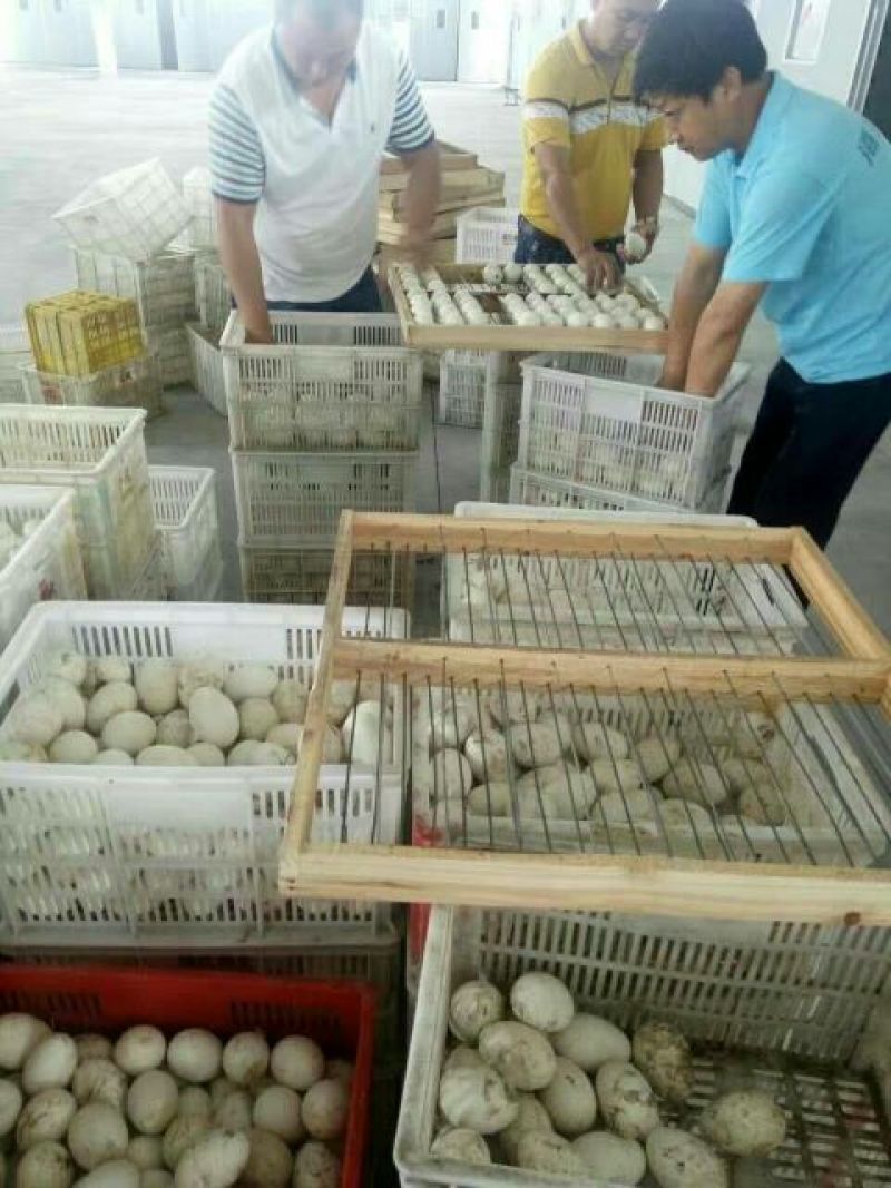 鹅苗250g以上
