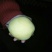 玉露香梨，红香酥梨，巴梨，酥梨