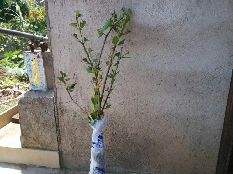 西瓜番石榴苗50~80cm
