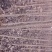 107杨树261~300cm