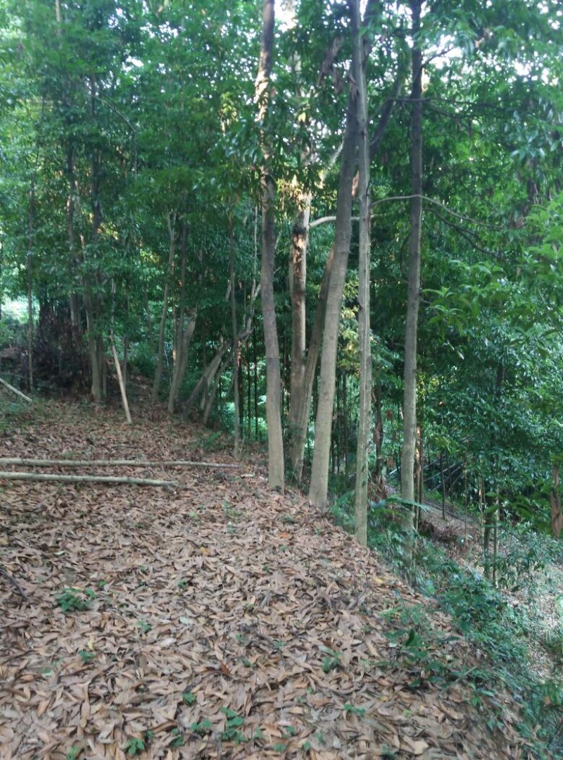小叶桢楠1~1.5m
