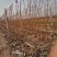 葡萄树1.1~1.5m各种规格齐全淘汰葡萄树苗大量