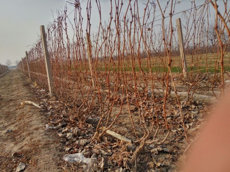 葡萄树1.1~1.5m各种规格齐全淘汰葡萄树苗大量