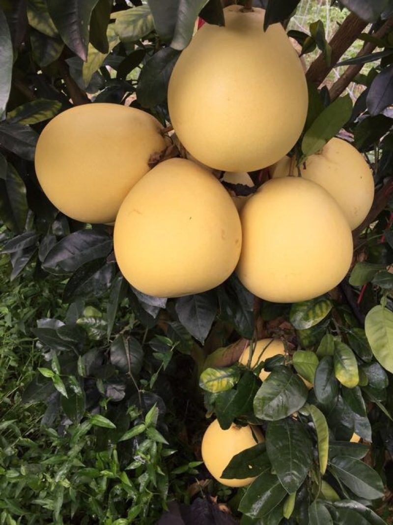 平和琯溪蜜柚