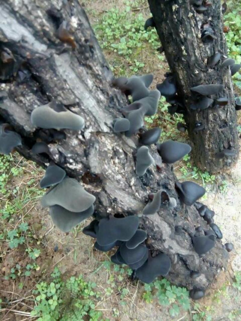 黑木耳一级