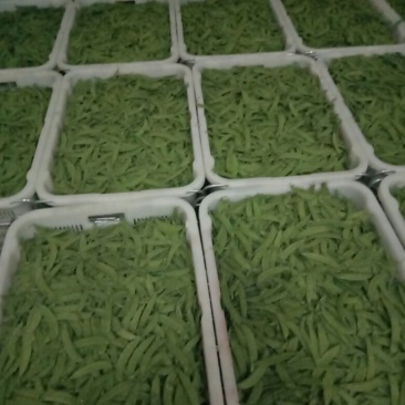 荷兰豆未饱满