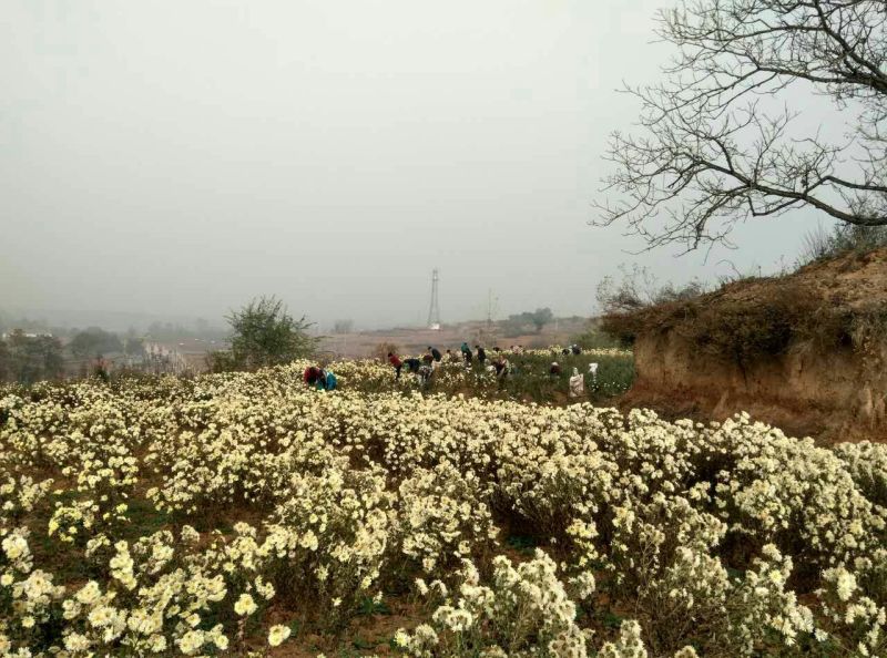 药用菊花散装