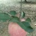 红富士苹果80mm以上光果