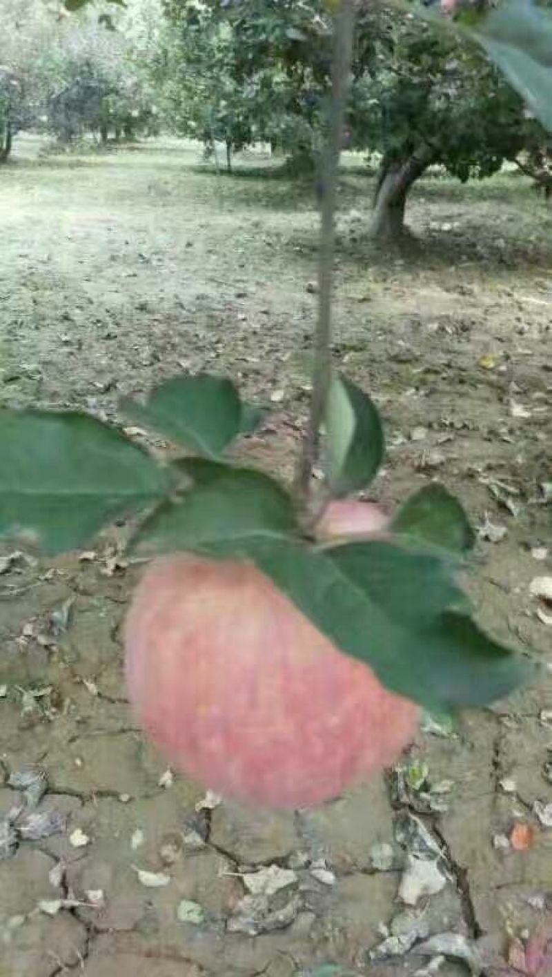 红富士苹果80mm以上光果