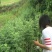 生艾全叶统