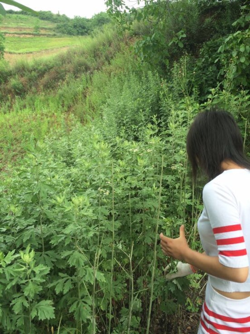 生艾全叶统