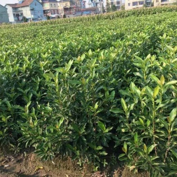 法国冬青法国冬青苗基地直销10一300公分