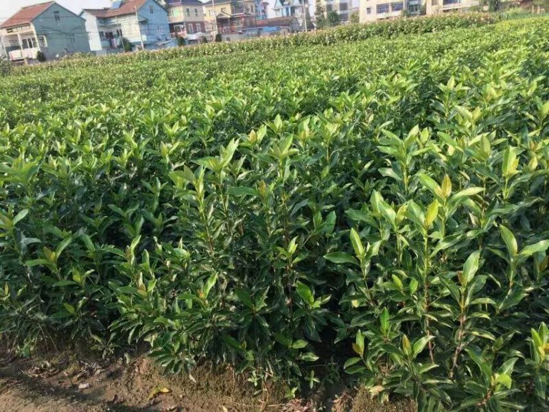 法国冬青法国冬青苗基地直销10一300公分