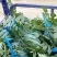 花皮有籽6斤打底9成熟1茬