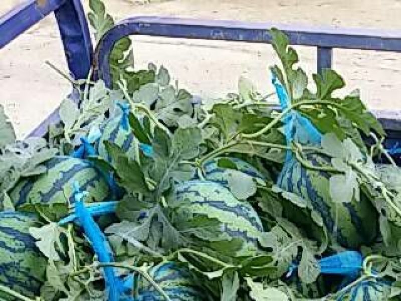 花皮有籽6斤打底9成熟1茬