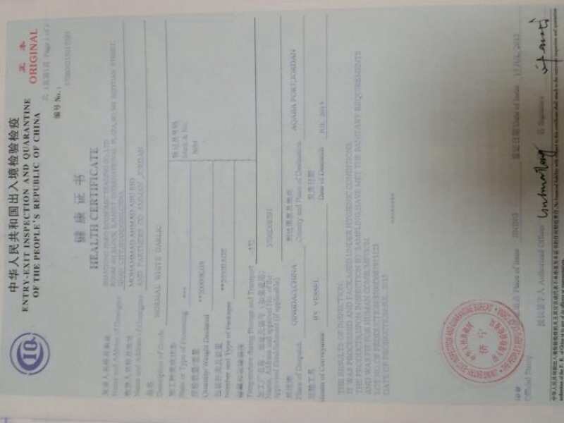 红皮洋葱80厘米以上