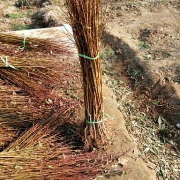 珍珠油杏树苗70~80cm