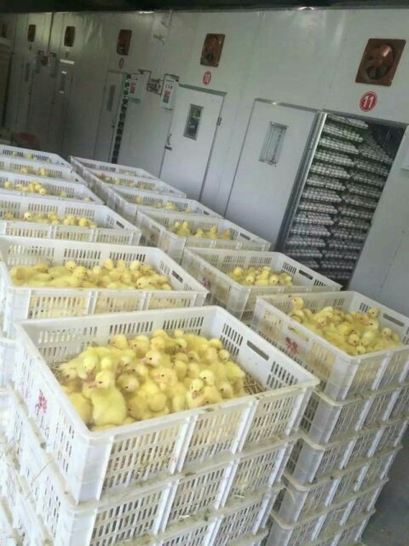 鹅苗250g以下