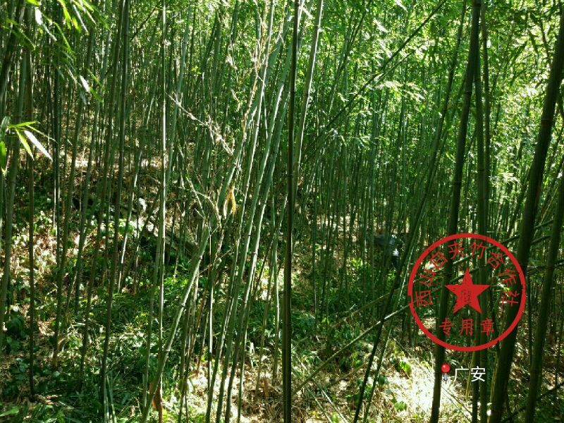 竹子4~5m