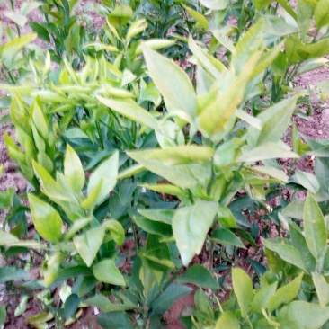爱媛38号苗30~50cm