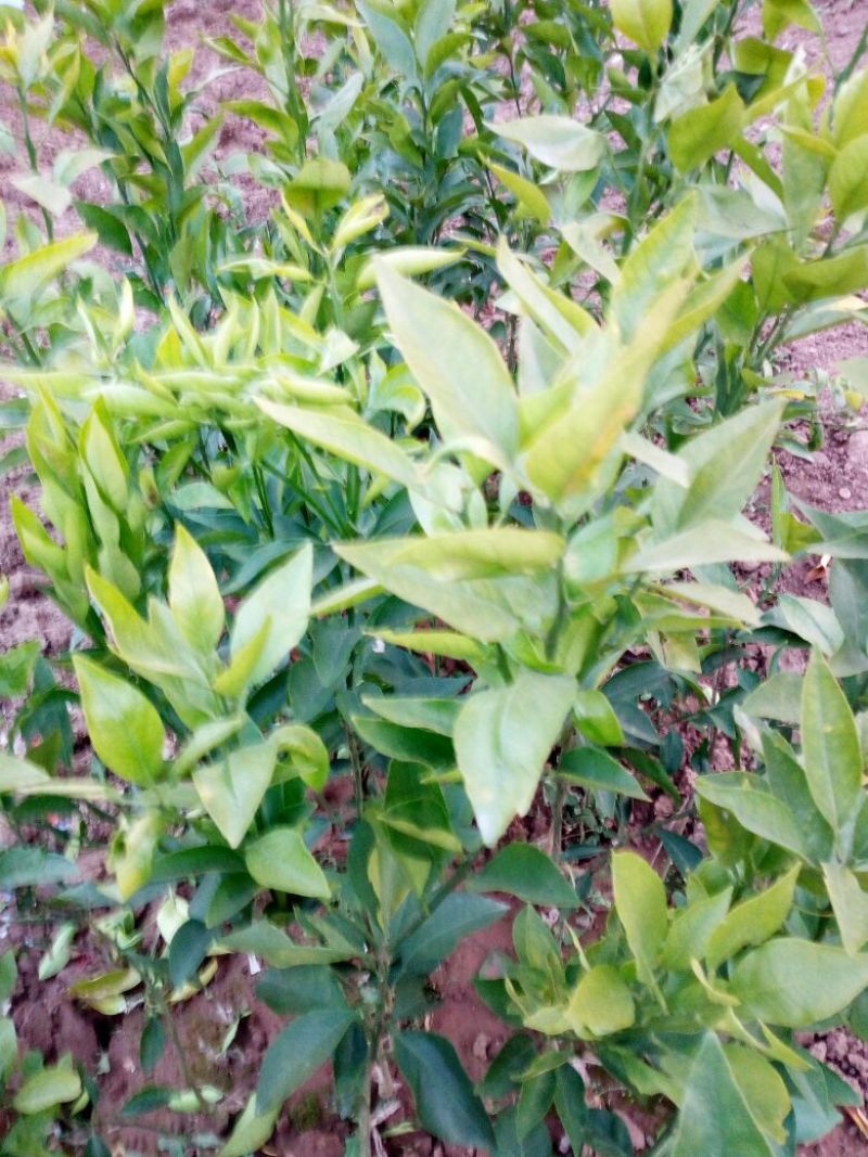 爱媛38号苗30~50cm