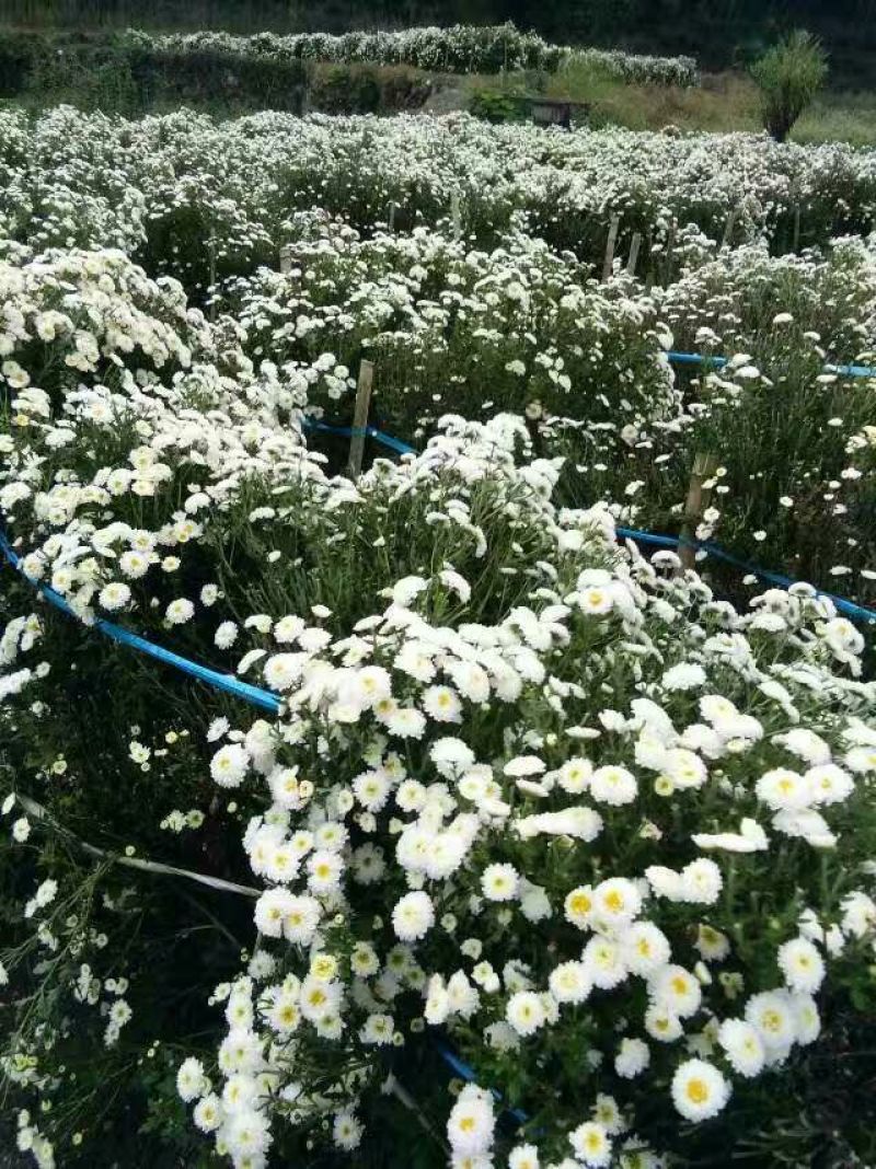 菊花茶