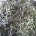 红豆角白豆角紫花油豆角各种规格各种包装都有