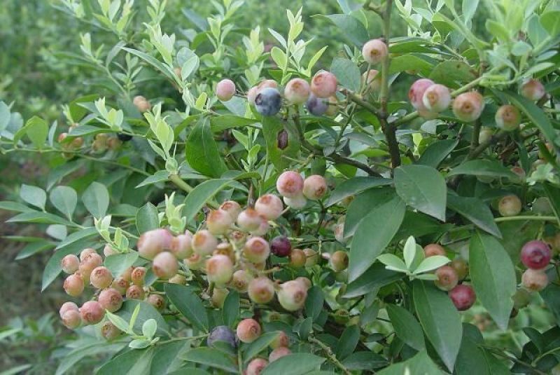 盆栽蓝莓苗四季蓝莓树苗南北方种植带花特大地栽阳台果树当年