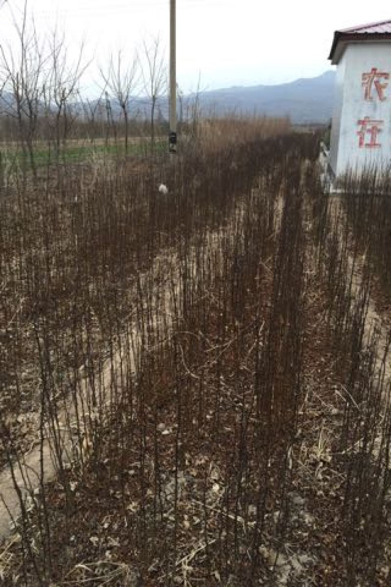 花椒苗