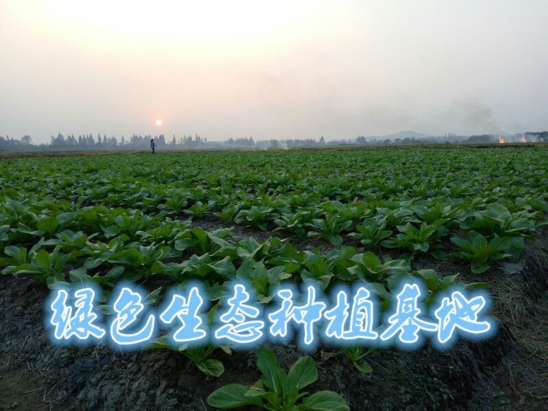 白菜苔15~20厘米可视频，现场看货